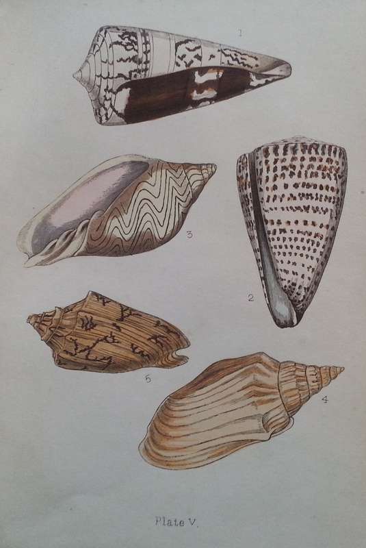 Beautiful Shells: Their Nature, Structure, and Uses (First Edition, 1855, with Hand-Coloured Plat...