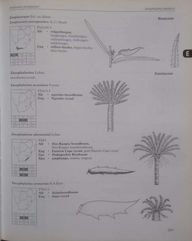 Dictionary of Names for Southern African Trees (Inscribed by Authors) | Braam van Wyk, Erika van ...