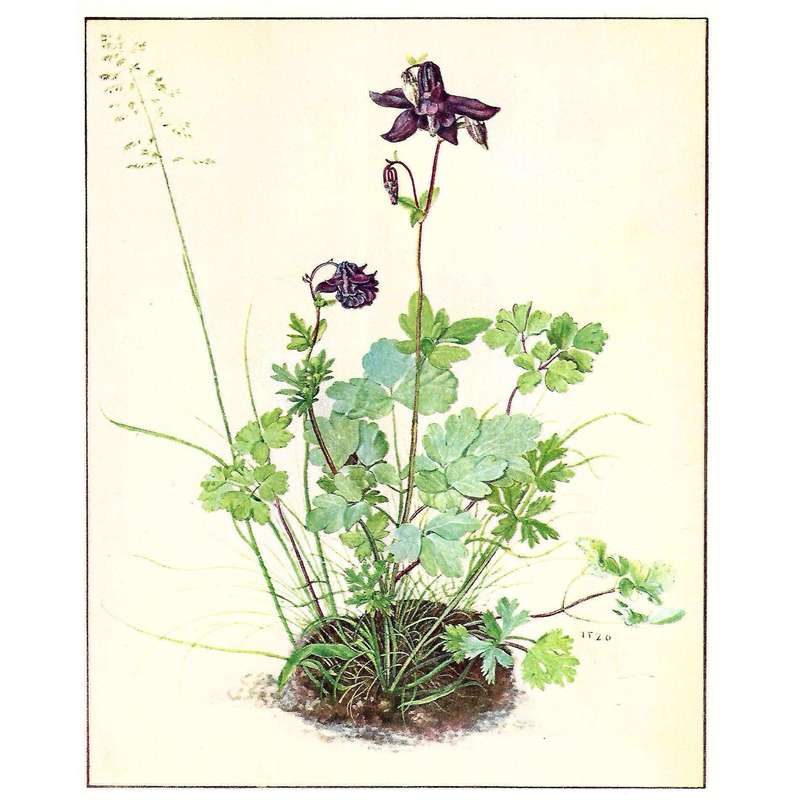A Gallery of Flowers | Germain Bazin