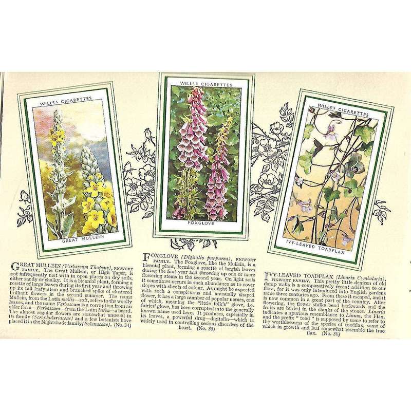 An Album of Wild Flowers (Second Series)