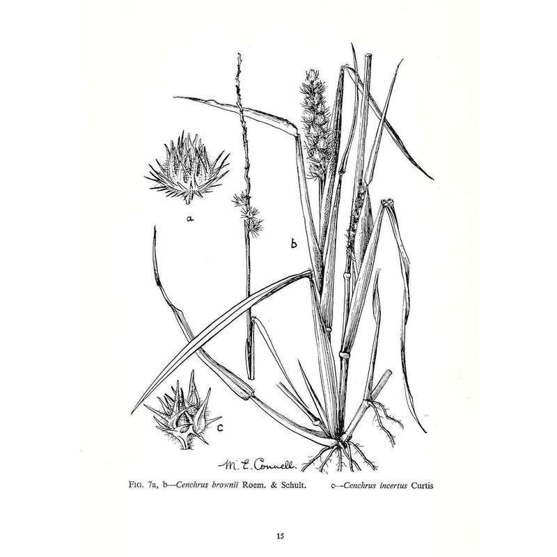 Common Weeds in South Africa/Algemene Onkruide in Suid-Afrika | Mayda Henderson & Johan G. Anderson