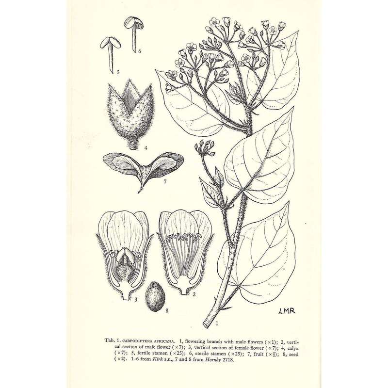 Flora Zambesiaca (Volume 2, Part 1) | A. W. Exell, et al. (Ed.)