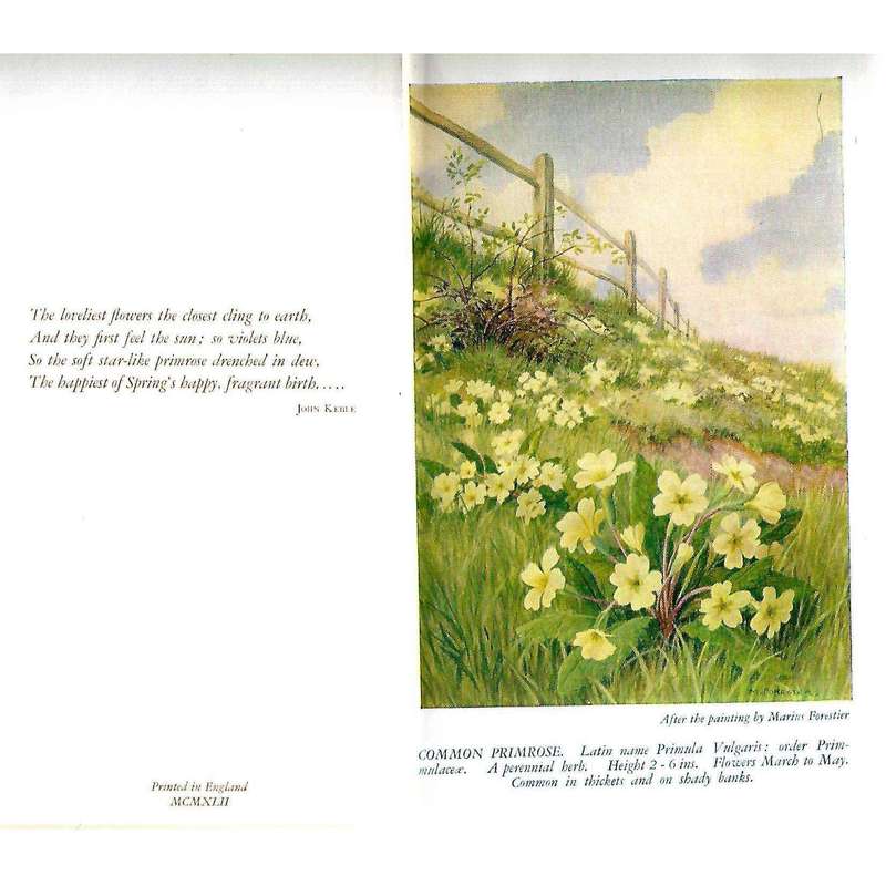 Flowers & Trees of the Countryside | Margaret W. Tarrant, Marius Forestier & Eileen A. Soper (Ill...