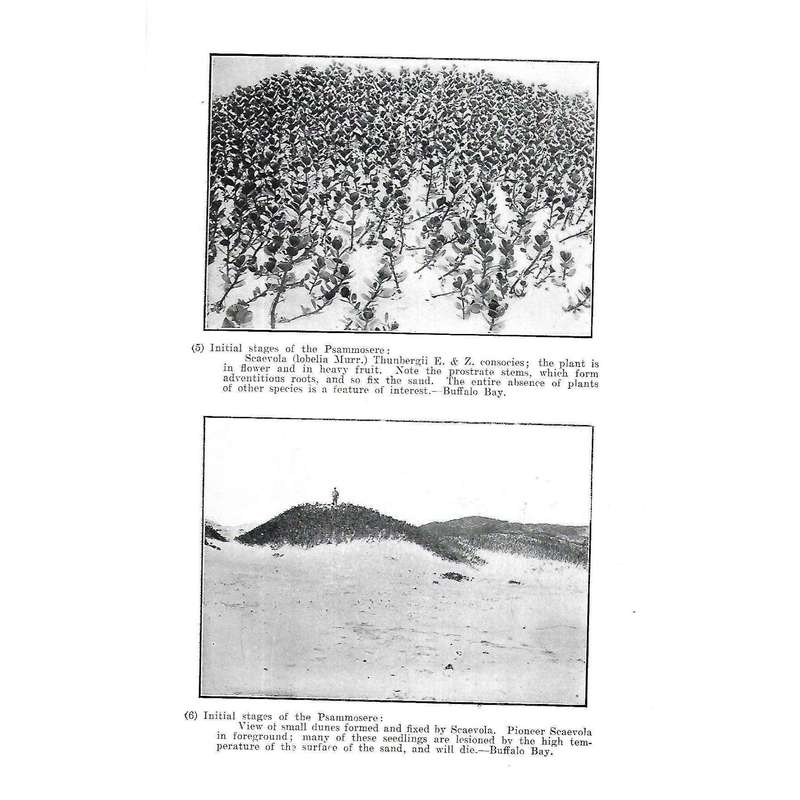 Forest-Succession and Ecology in the Knysna Region | John F. V. Phillips