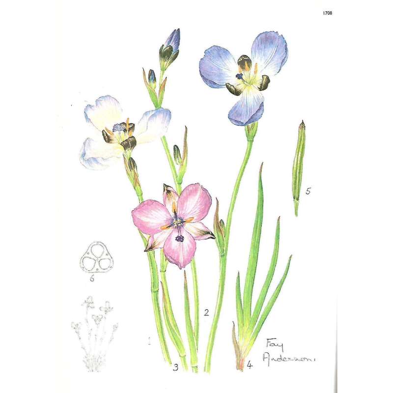 Full Colour Plate Reprinted from Flowering Plants of Africa (Vol. 43, Parts 3 & 4, 1976)
