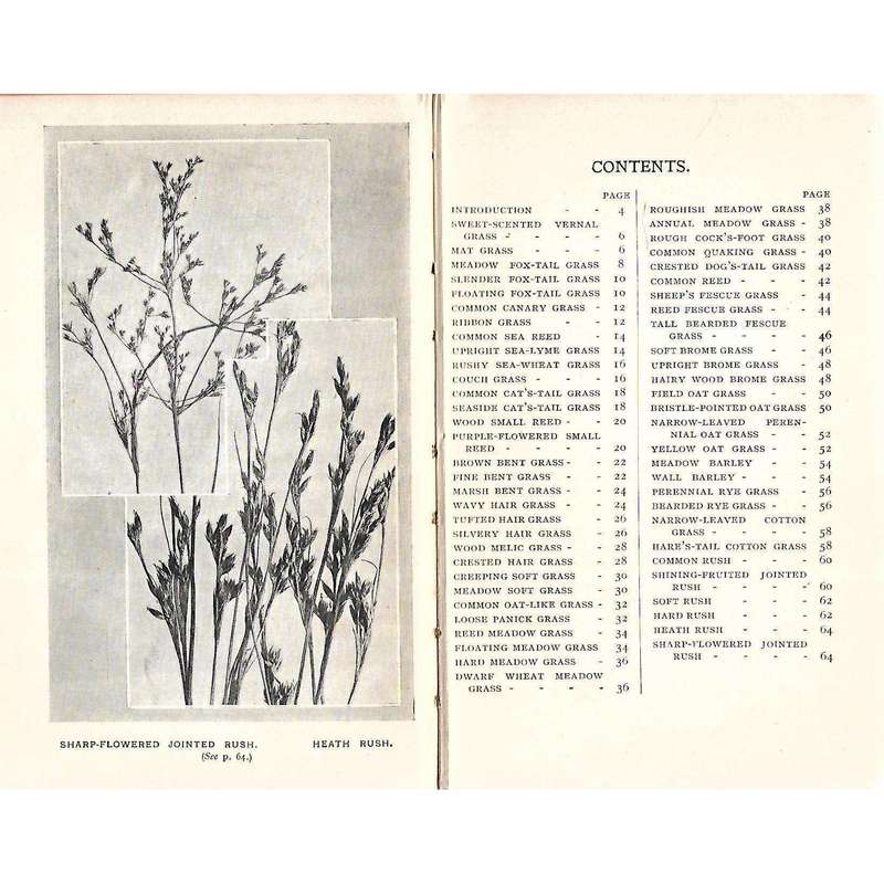 Grasses and Rushes and How to Identify Them | J. H. Crabtree