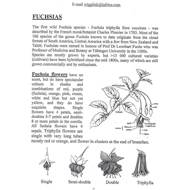 Growing Fuchsias | Jan Wiggelinkhuizen
