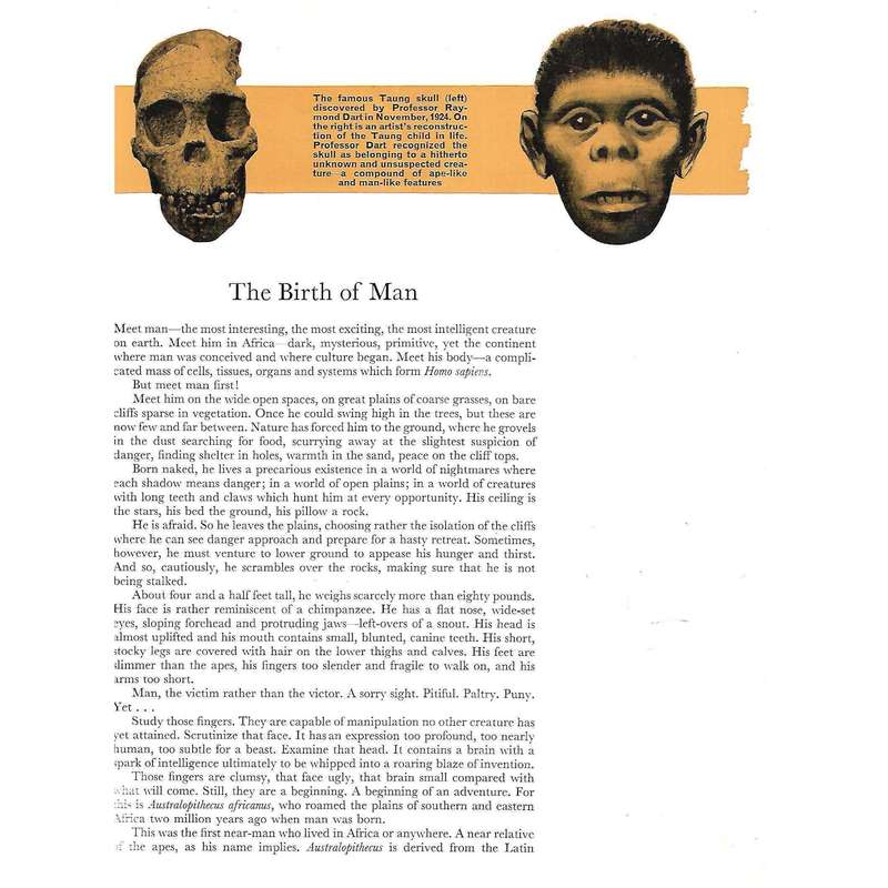 Man in Africa (With a Foreword by Phillip Tobias) | Roy W. Terry