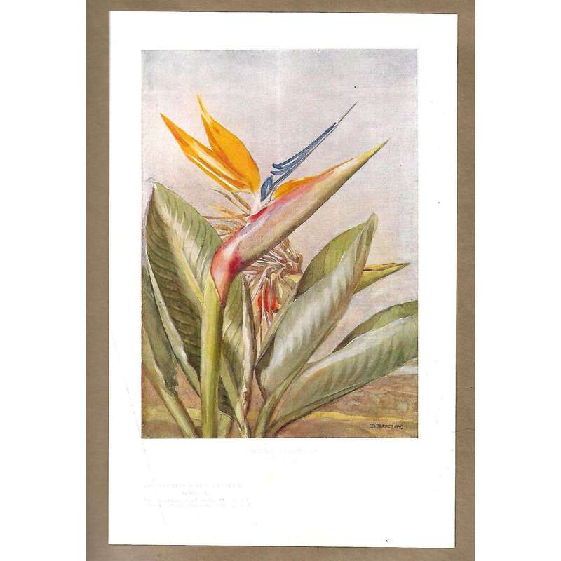 Nature Notes Vol. 1 (Issues 1-12)