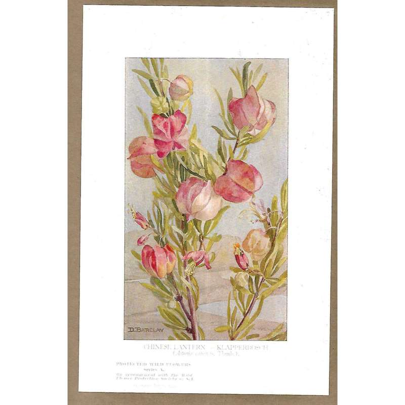 Nature Notes Vol. 1 (Issues 1-12)