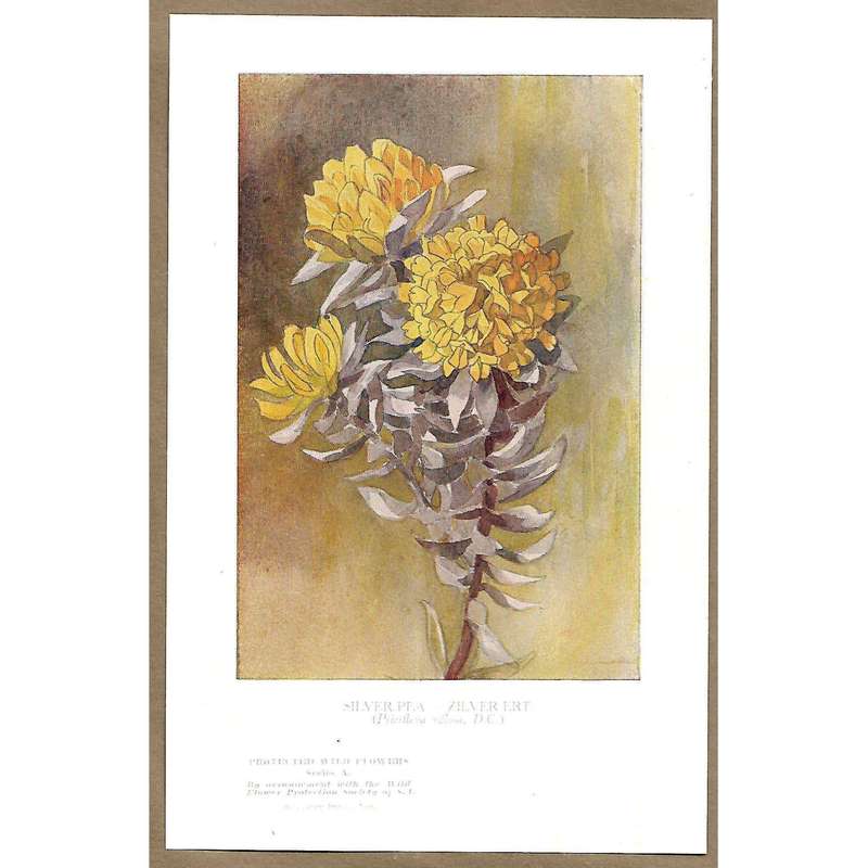 Nature Notes Vol. 1 (Issues 1-12)