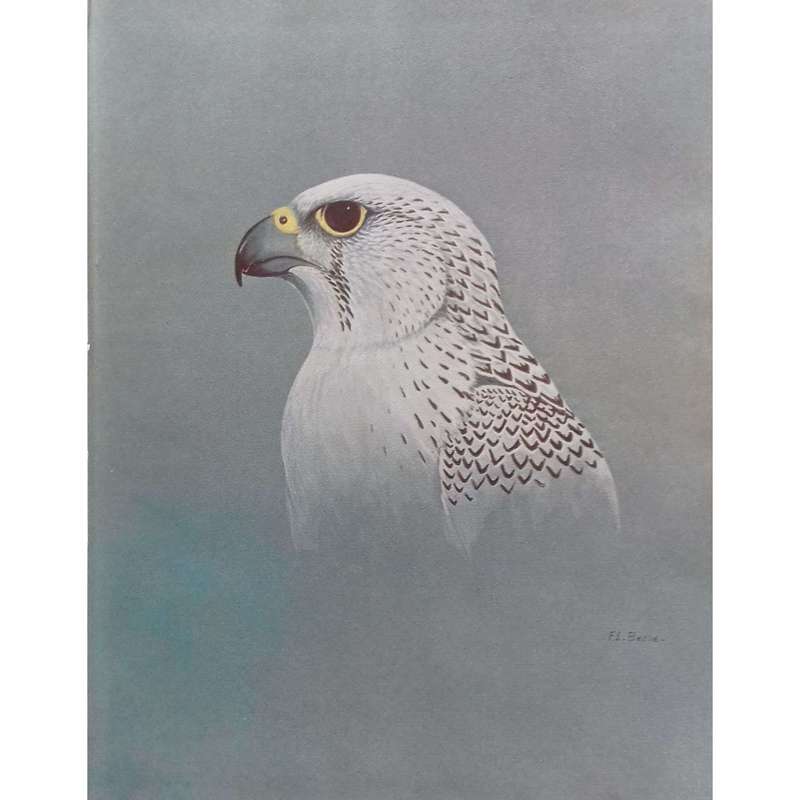 North American Falconry & Hunting Hawks (Limited Edition, Signed by Authors) | Frank Lyman Beebe ...