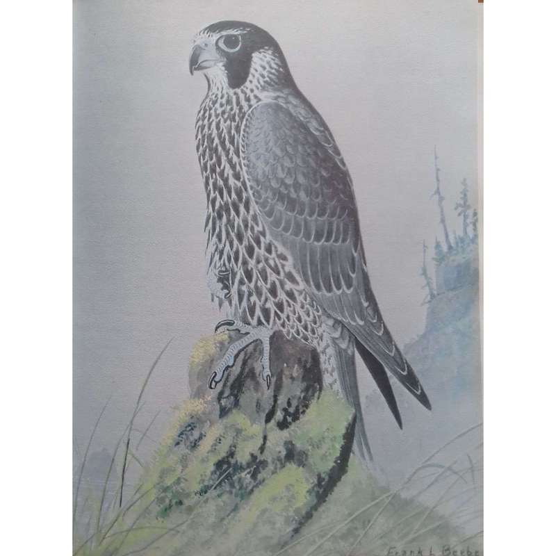 North American Falconry & Hunting Hawks (Limited Edition, Signed by Authors) | Frank Lyman Beebe ...