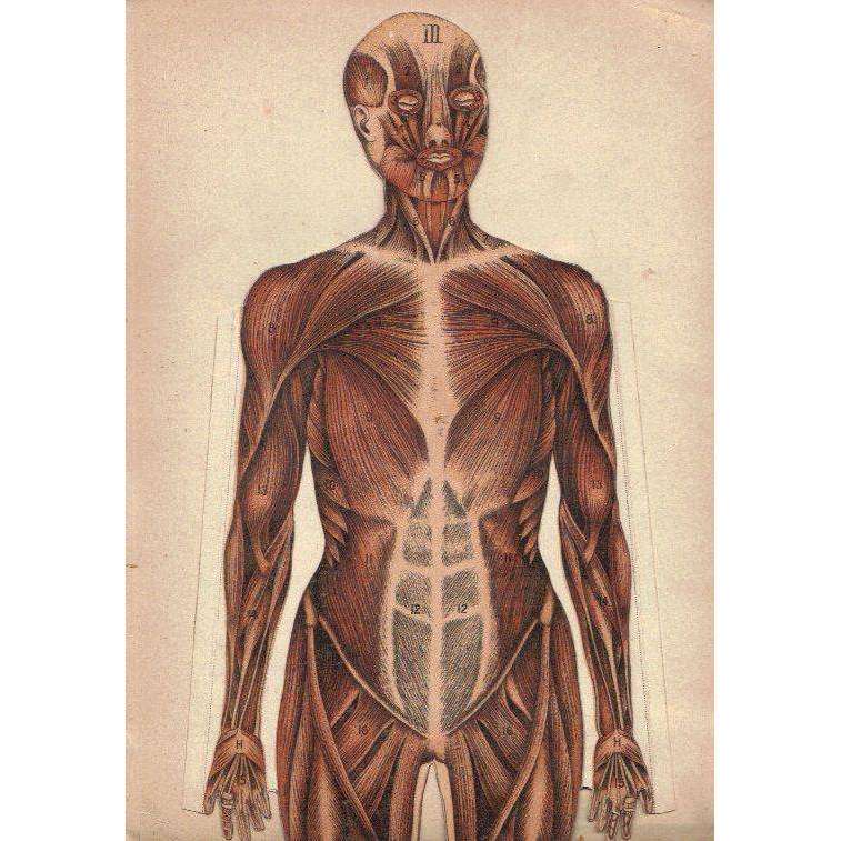 Philips' Anatomical Model: A Pictorial Representations of the Human Frame and its Organs | Willia...