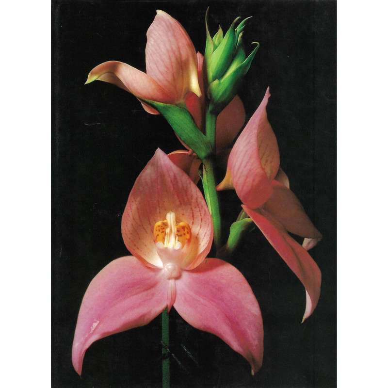 Proceedings of the 10th World Orchid Conference, 1981 | Joyce Stewart and C. N. (Klasie) van der ...