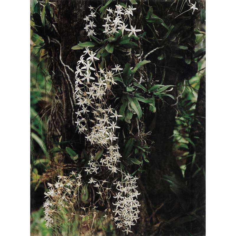 Proceedings of the 10th World Orchid Conference, 1981 | Joyce Stewart and C. N. (Klasie) van der ...