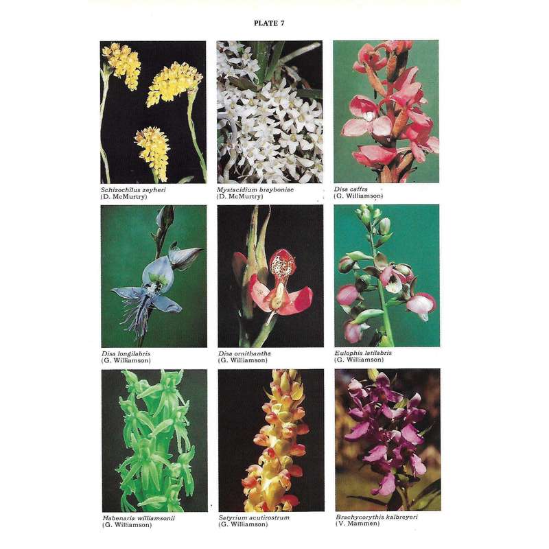 Proceedings of the 10th World Orchid Conference, 1981 | Joyce Stewart and C. N. (Klasie) van der ...