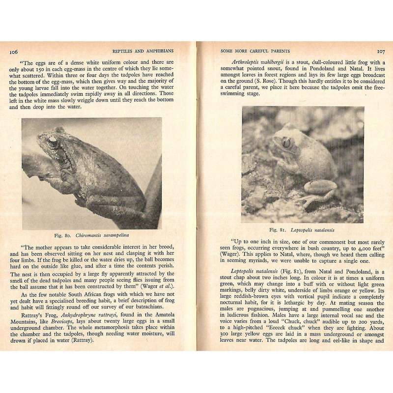 The Reptiles & Amphibians of Southern Africa | Walter Rose