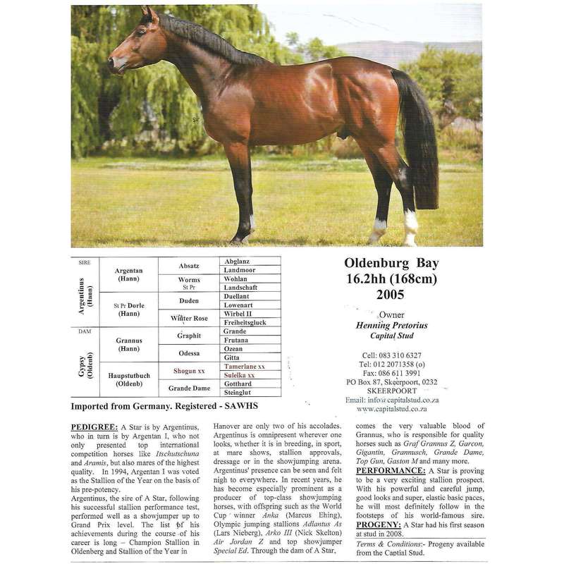 Warmblood Stallions of Southern Africa | Lynda Rabie