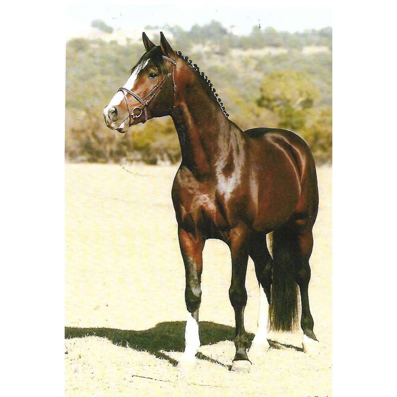 Warmblood Stallions of Southern Africa | Lynda Rabie