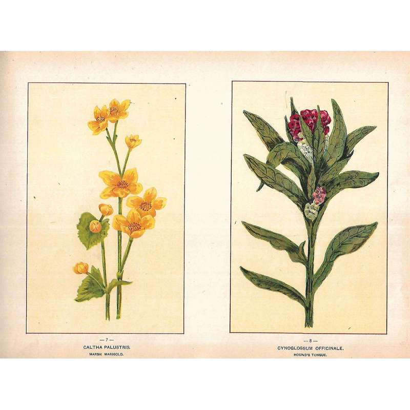 Wild Flowers of Canada