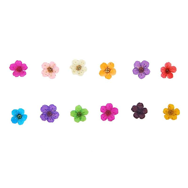 Dry Flowers Nail Décor - Petals / Small Cup Daffodil