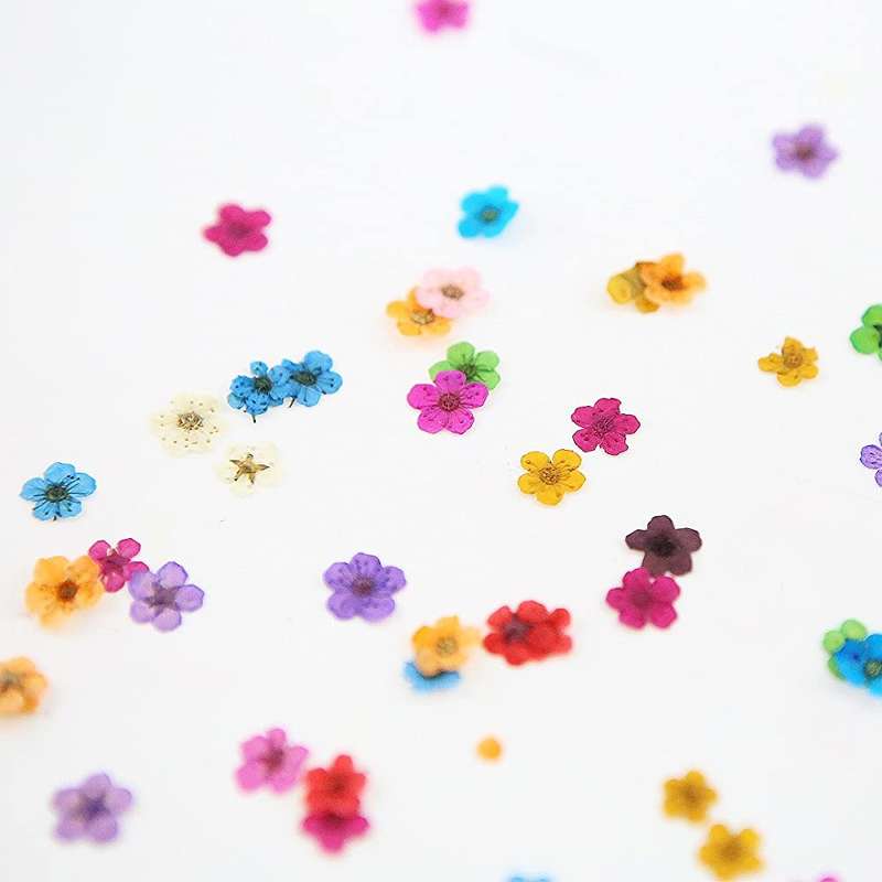 Dry Flowers Nail Décor - Petals / Small Cup Daffodil