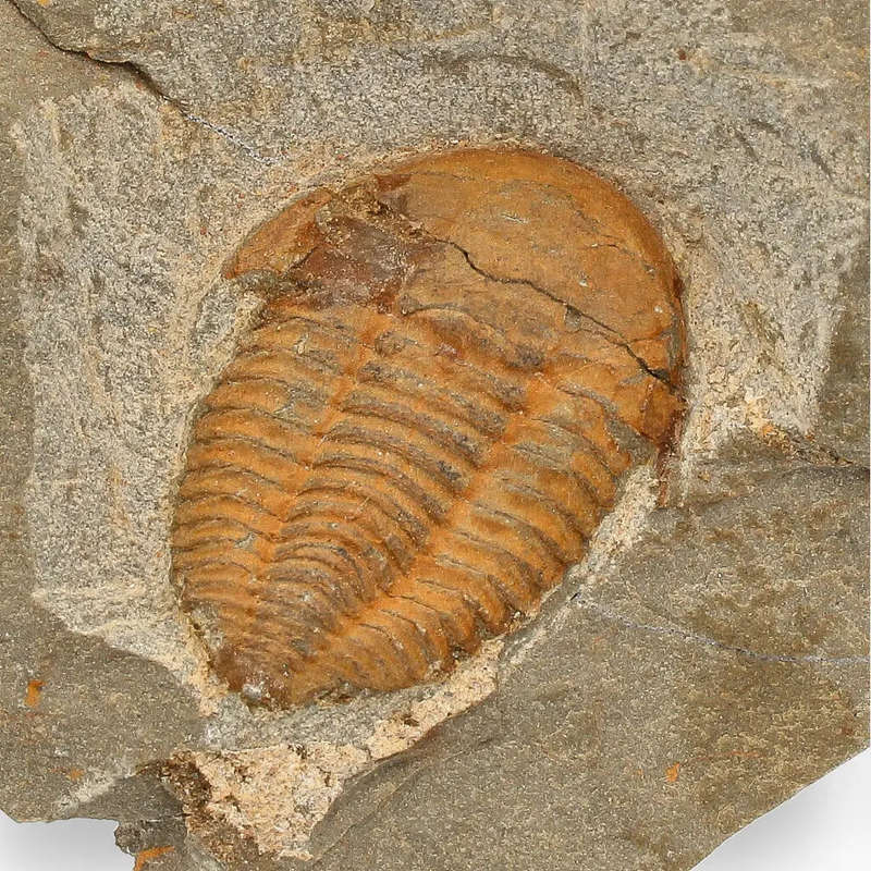 Prehistoric Treasures: The Ultimate Fossil Gift Box!