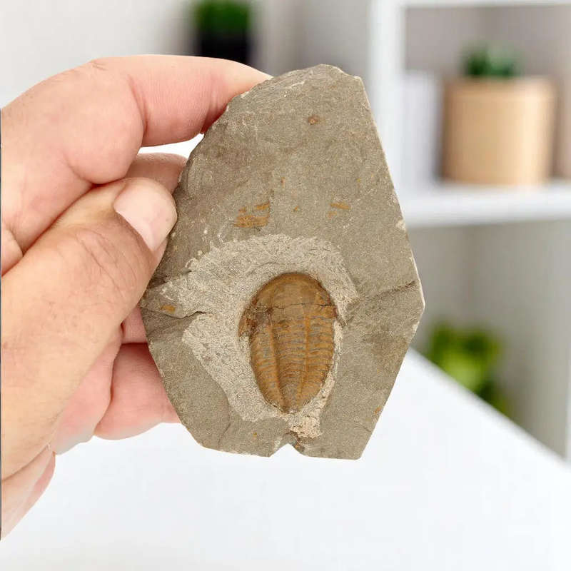 Prehistoric Treasures: The Ultimate Fossil Gift Box!