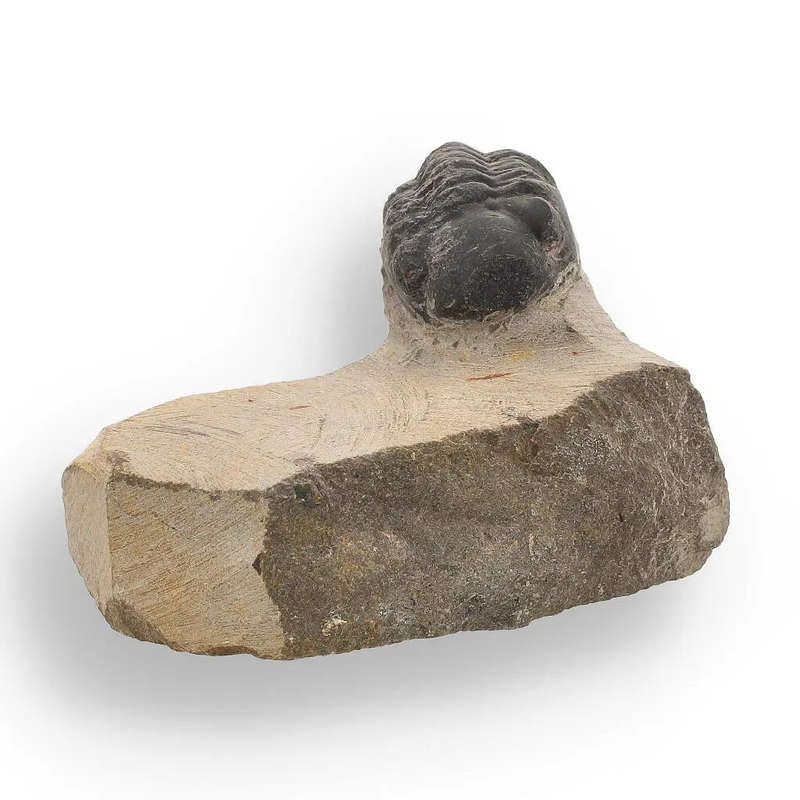 Ocean's Ancient Wonders: Fossil Gift Box of Prehistoric Treasures!