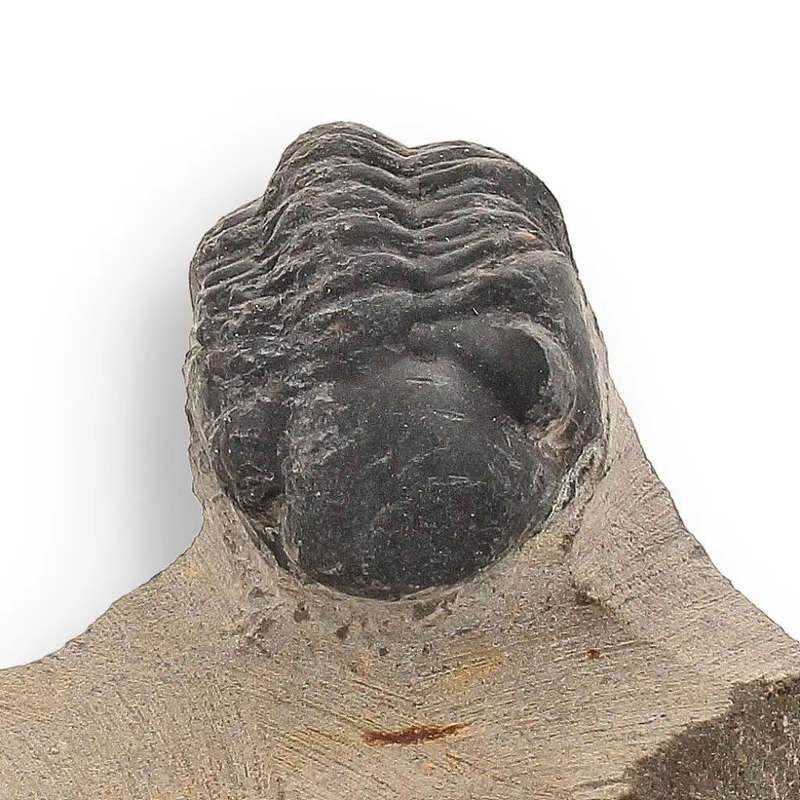 Ocean's Ancient Wonders: Fossil Gift Box of Prehistoric Treasures!