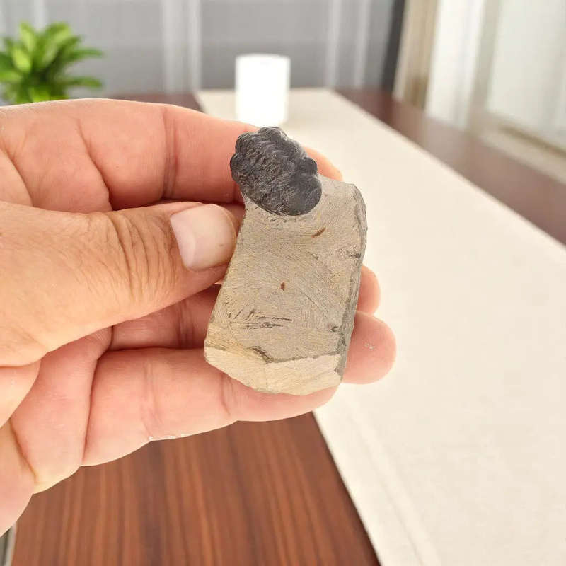 Ocean's Ancient Wonders: Fossil Gift Box of Prehistoric Treasures!