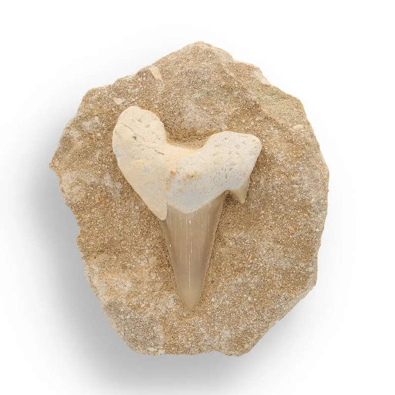 Ocean's Ancient Wonders: Fossil Gift Box of Prehistoric Treasures!