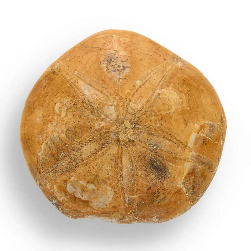 Ocean's Ancient Wonders: Fossil Gift Box of Prehistoric Treasures!