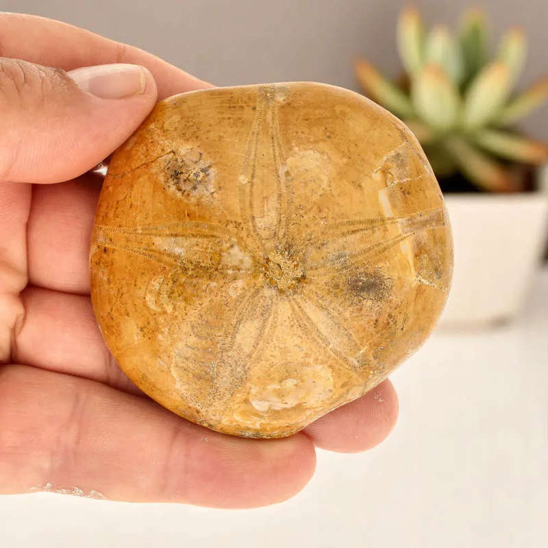 Ocean's Ancient Wonders: Fossil Gift Box of Prehistoric Treasures!