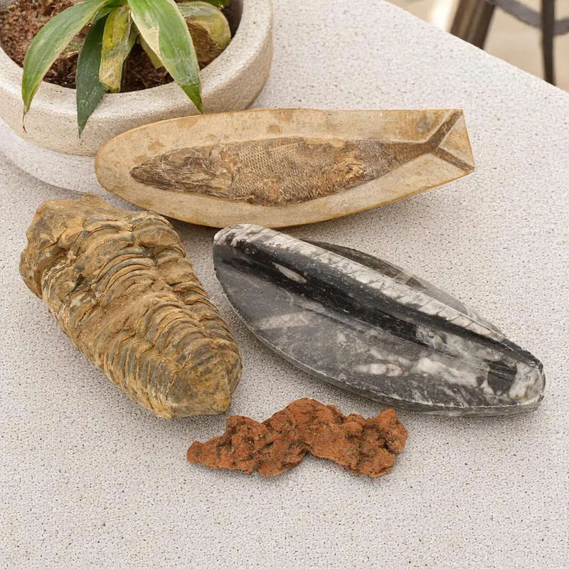 Journey Through Time - Fossil Gift Box of Ancient Wonders!