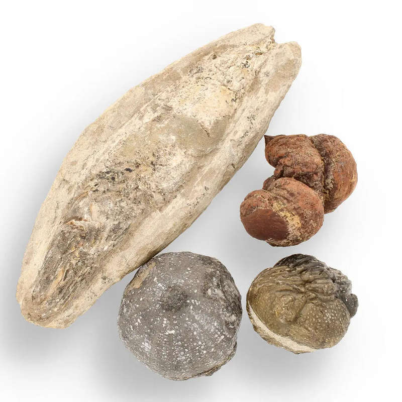 Prehistoric Wonders: Fossil Gift Box of Ancient Life!
