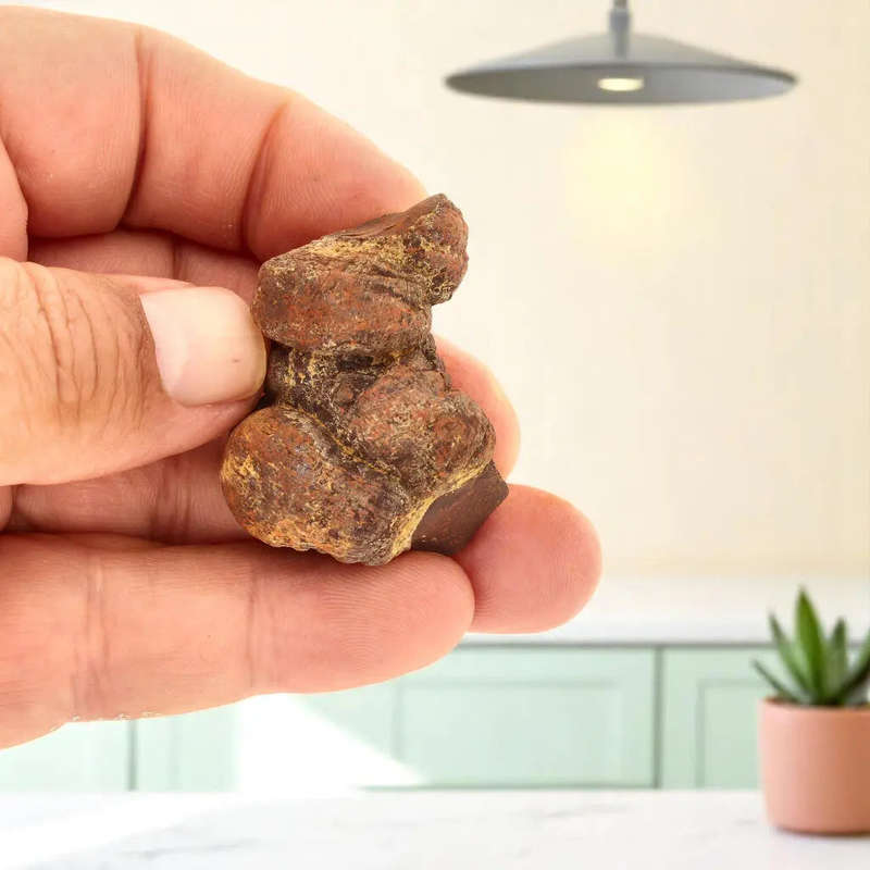Prehistoric Wonders: Fossil Gift Box of Ancient Life!
