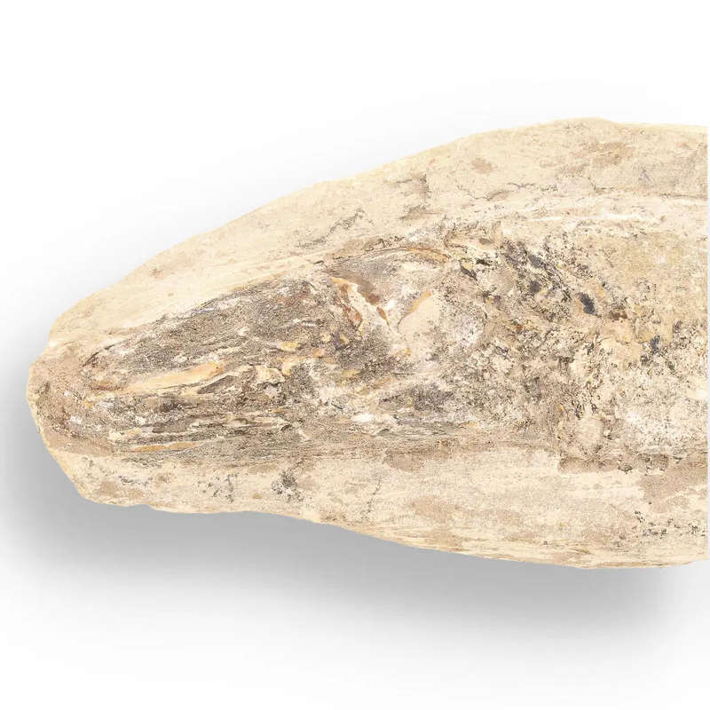 Prehistoric Wonders: Fossil Gift Box of Ancient Life!