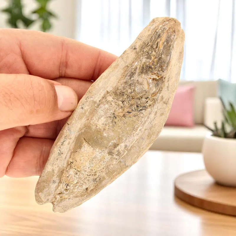 Prehistoric Wonders: Fossil Gift Box of Ancient Life!