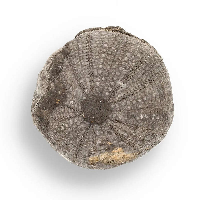 Prehistoric Wonders: Fossil Gift Box of Ancient Life!