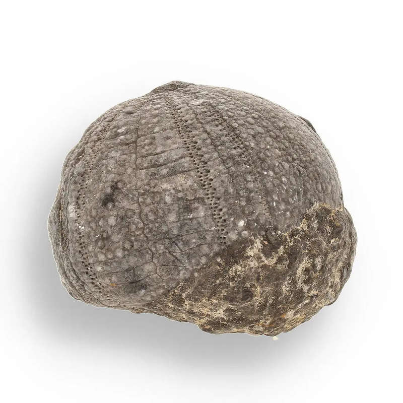 Prehistoric Wonders: Fossil Gift Box of Ancient Life!