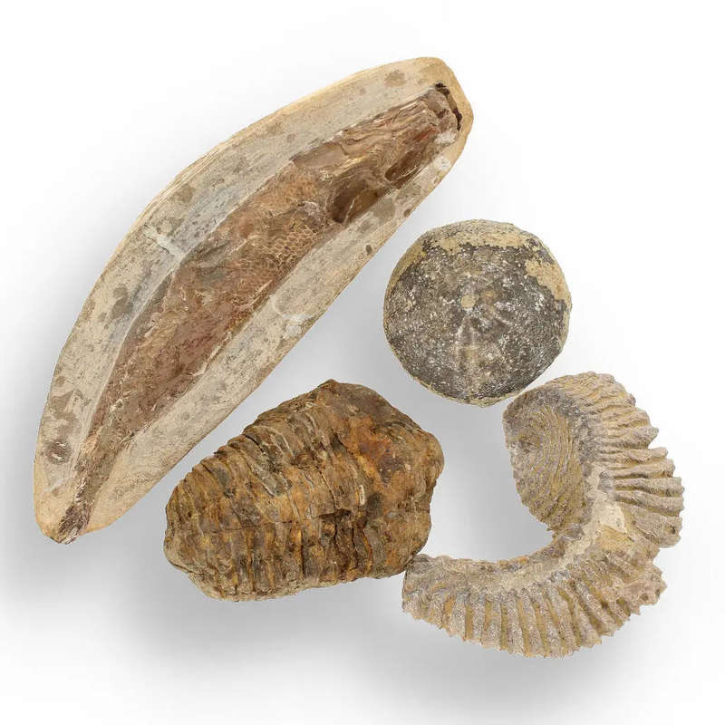 Prehistoric Wonders: Fossil Gift Box of Ancient Treasures