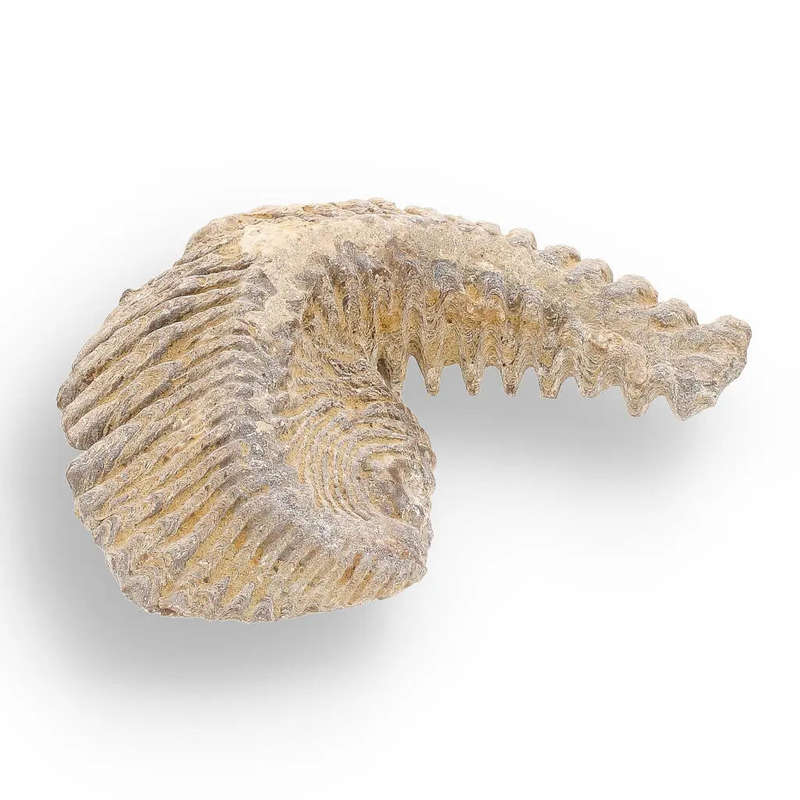 Prehistoric Wonders: Fossil Gift Box of Ancient Treasures