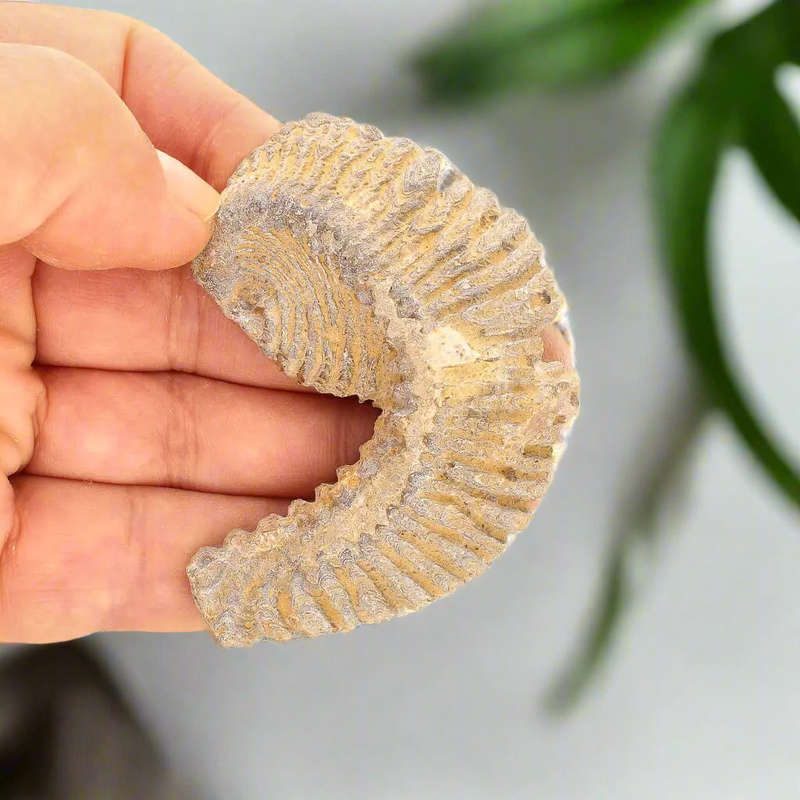 Prehistoric Wonders: Fossil Gift Box of Ancient Treasures