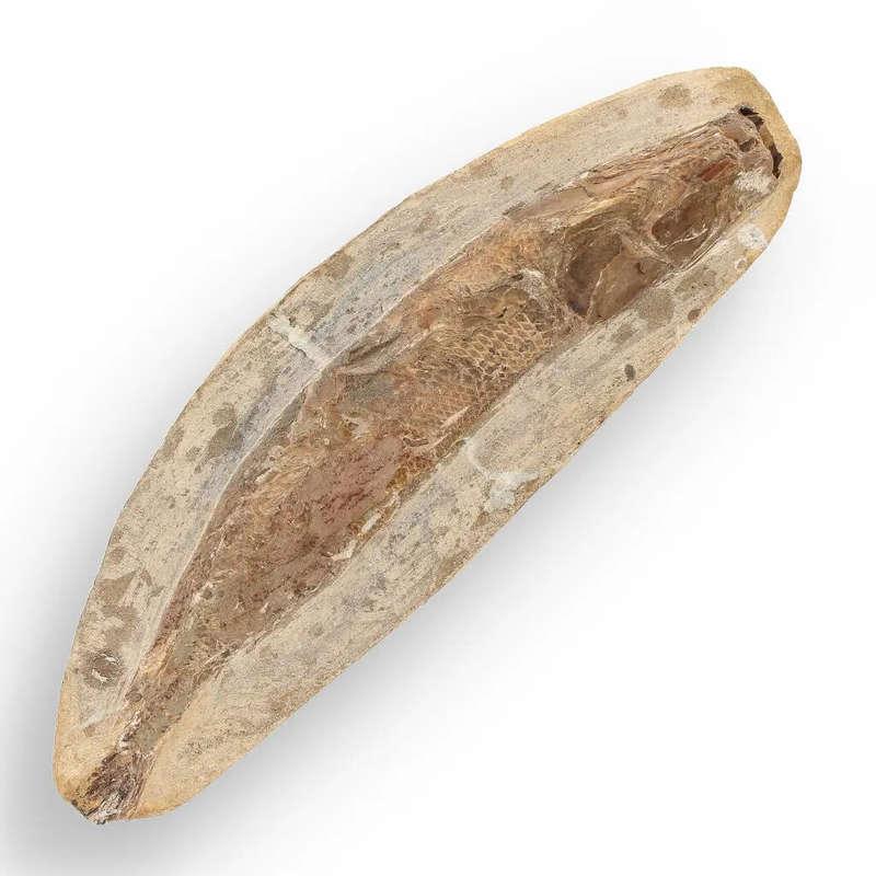 Prehistoric Wonders: Fossil Gift Box of Ancient Treasures