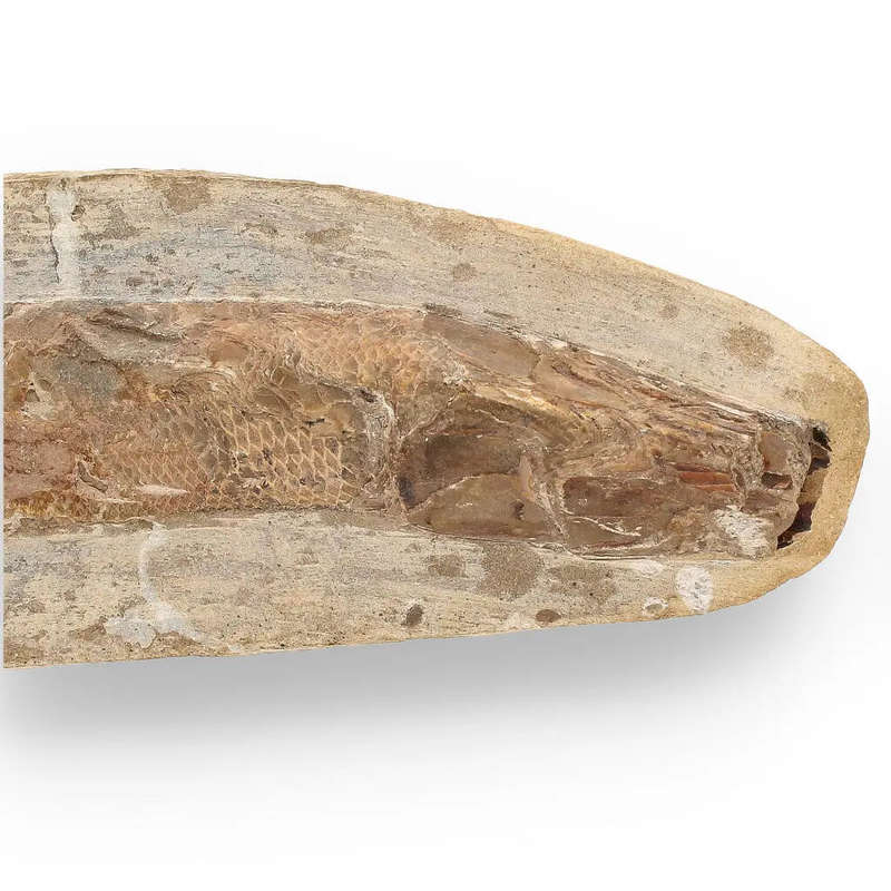 Prehistoric Wonders: Fossil Gift Box of Ancient Treasures