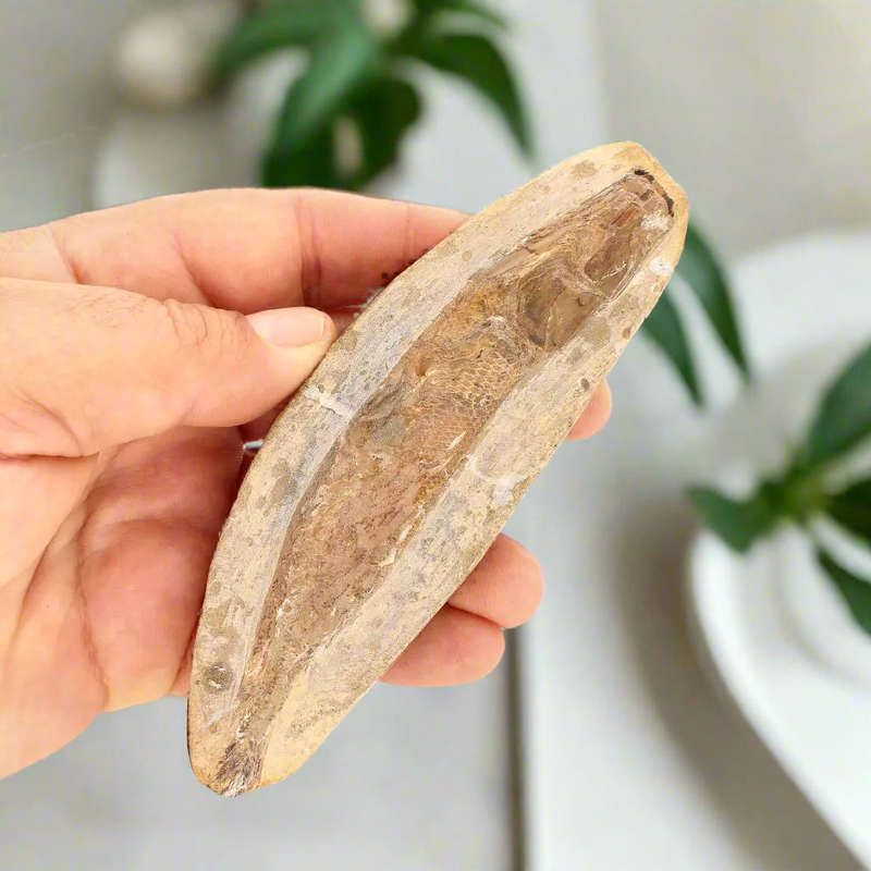 Prehistoric Wonders: Fossil Gift Box of Ancient Treasures