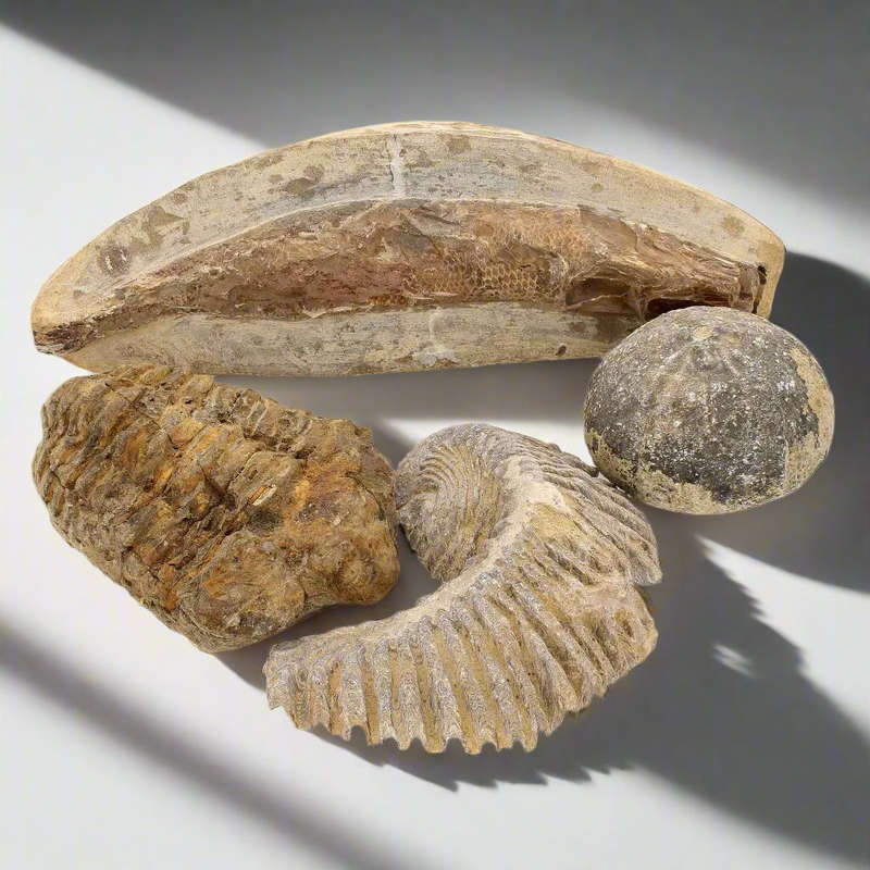 Prehistoric Wonders: Fossil Gift Box of Ancient Treasures