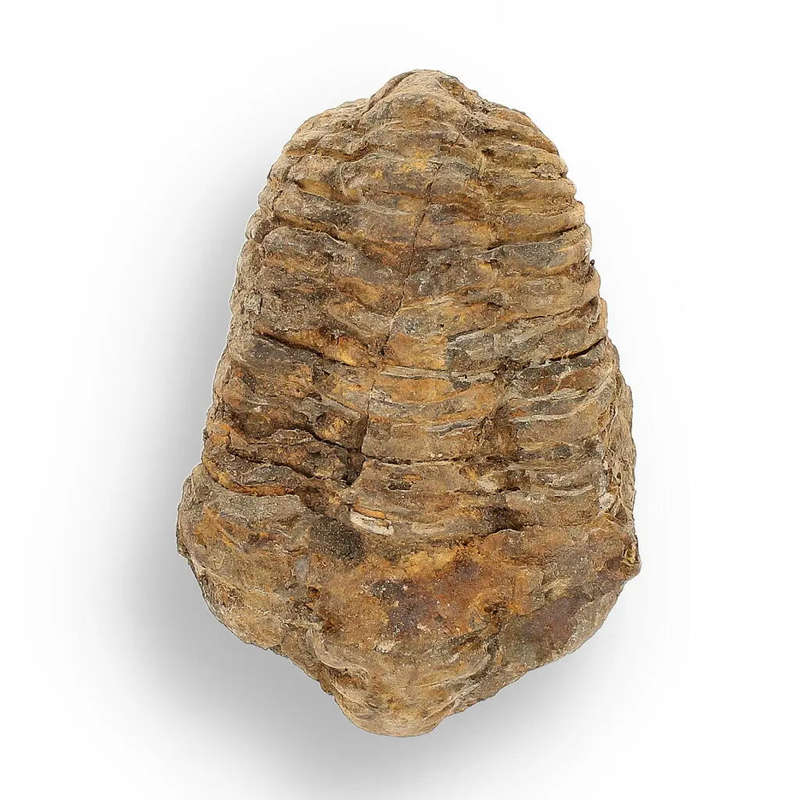 Prehistoric Wonders: Fossil Gift Box of Ancient Treasures